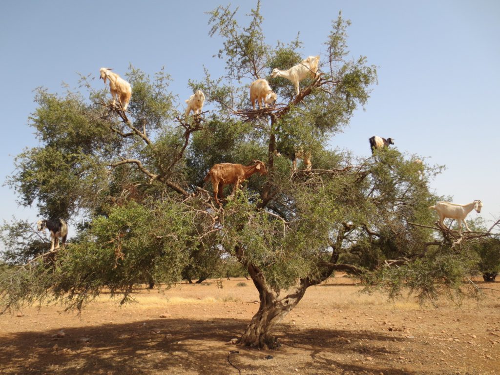 huile d'argan