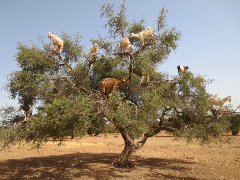 huile d'argan