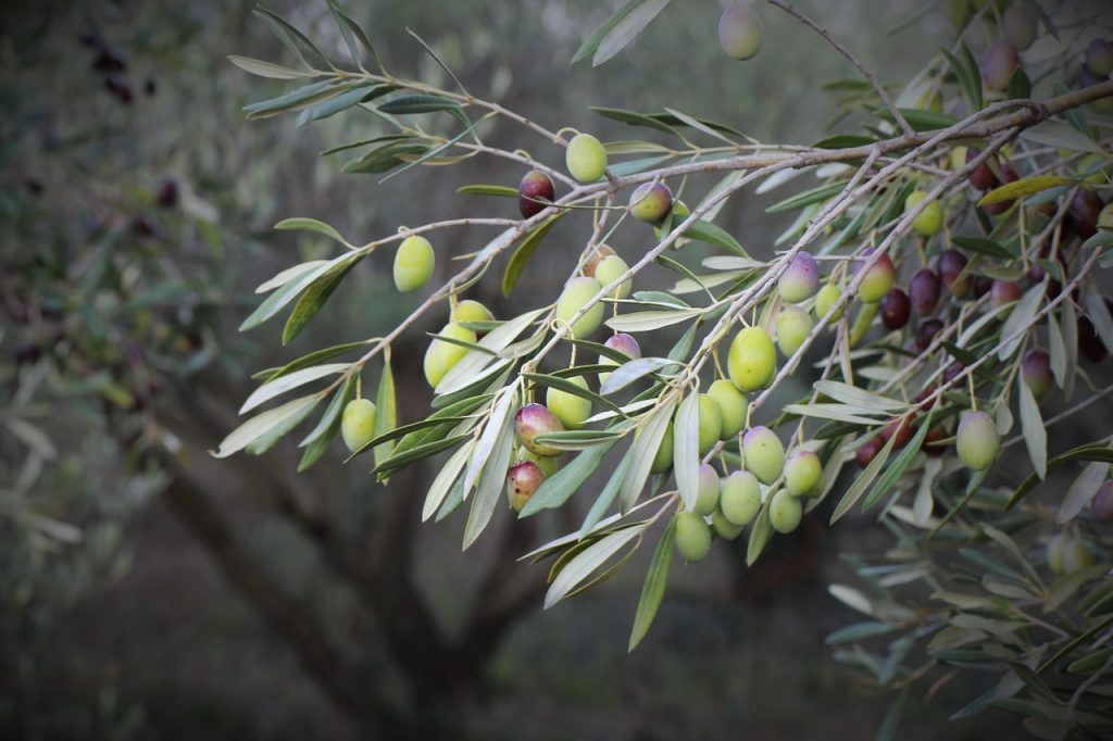 huile d'olive et santé
