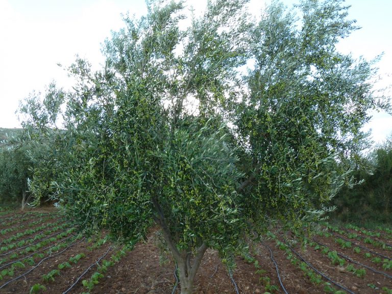 olivier culture et plantation