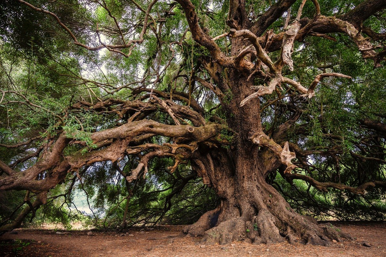 Un arbre millénaire
