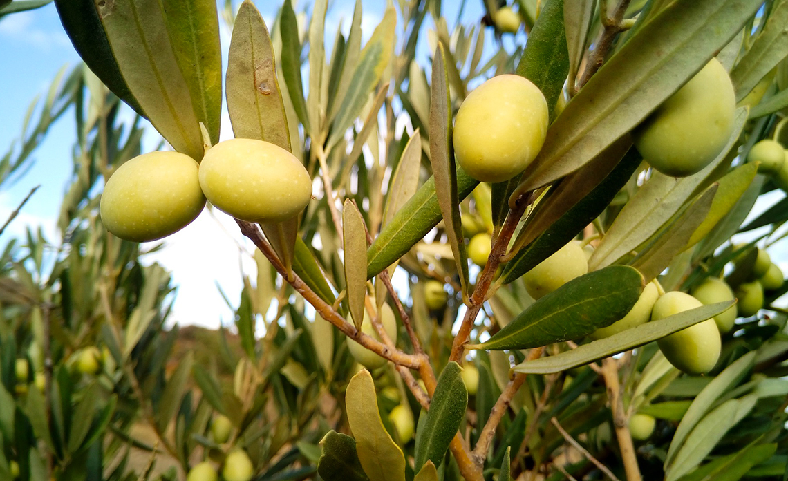 aop provence