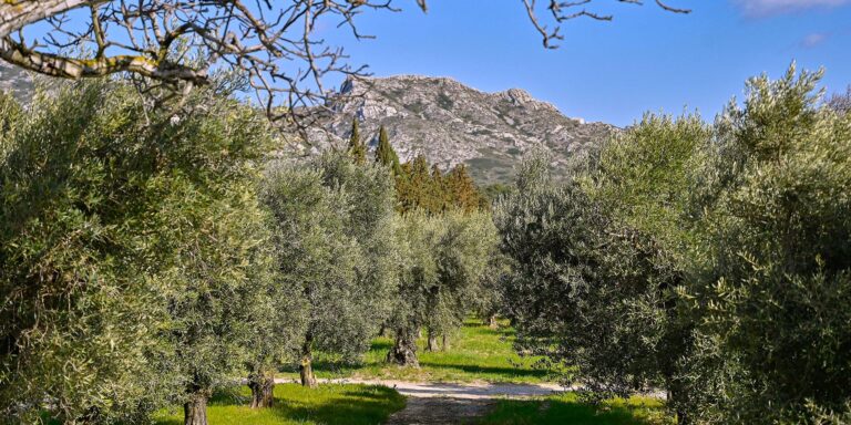 olive provence