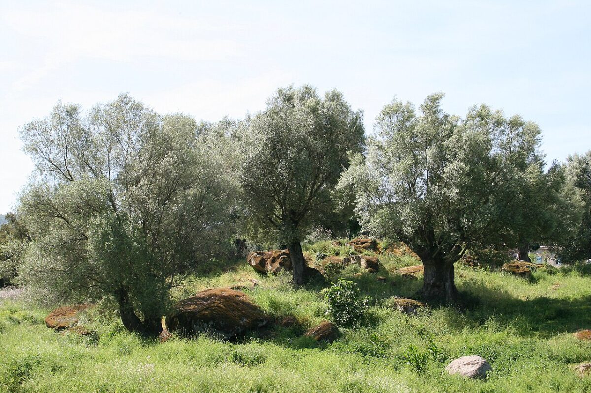 oliveraie corse