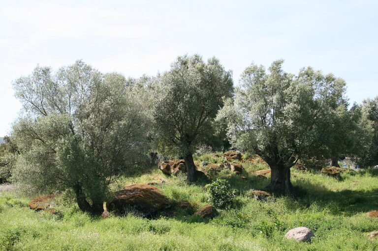 oliveraie corse