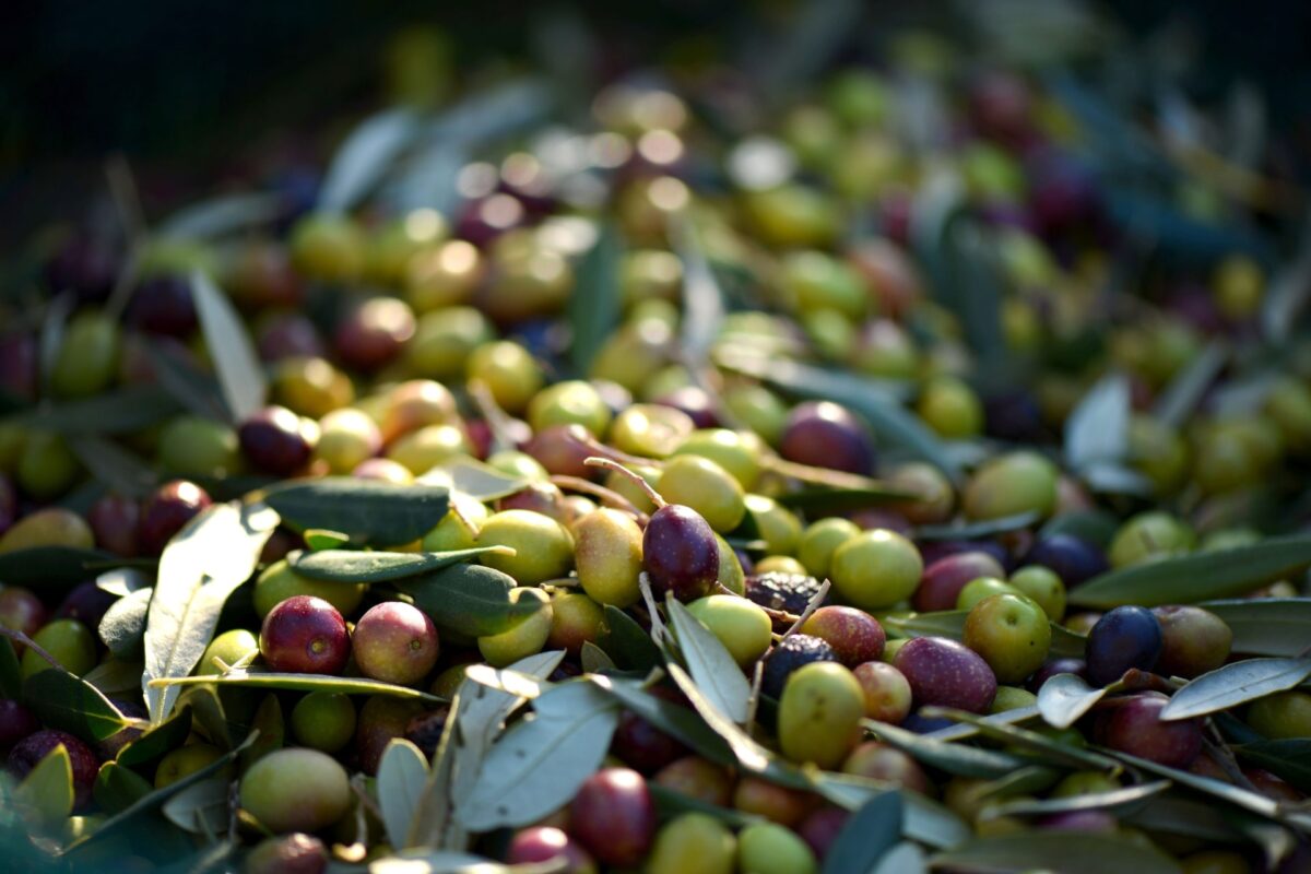 olives corses