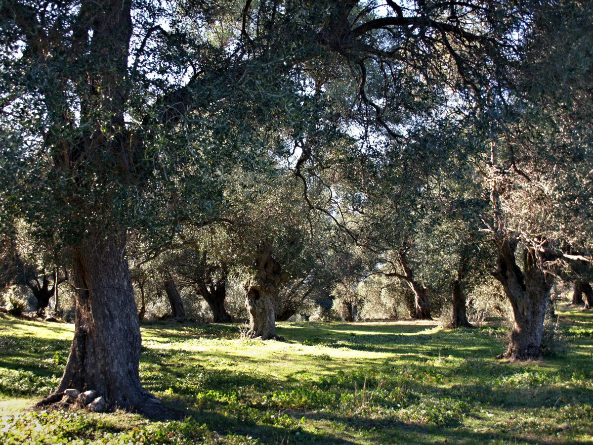 Oliu di Corsica