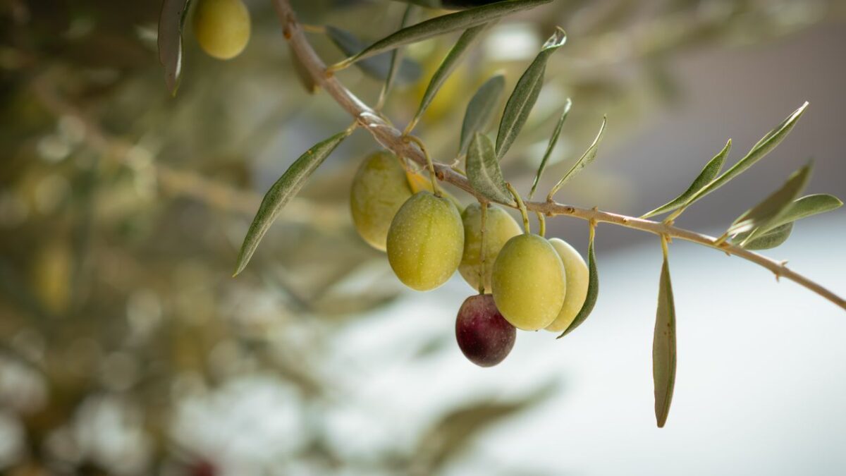 Detailed view of olives on a branch in Jendouba, Tunisia, showcasing green and ripened varieties.