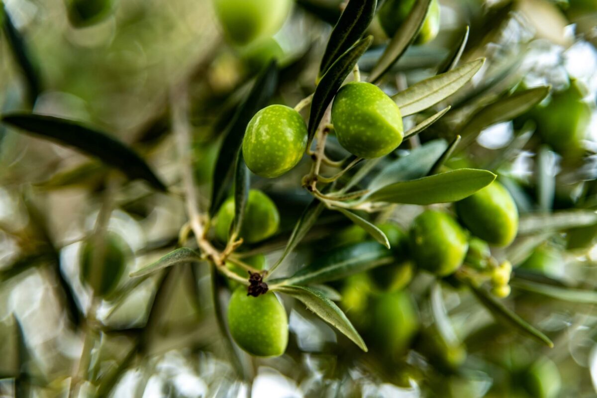 picholine
